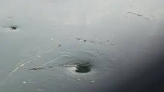 West Neck Beach - Pond Whirlpool