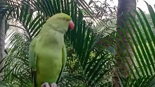 Parrot#parrotsound #amazingtalkingparrot #parrottalking #greenparrotsound #greenparrot#parrotmedona
