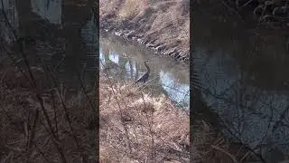 Nature in my backyard #peace #love #harmony #nature #creek #canal #deer #bird #viral