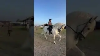 Tm stud farm Lahore|| Horse _ cattle show