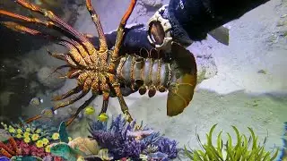Catching Lobsters, Crabs, Fish, Parrotfish, Sea Cucumbers & Sea Snails &ndash; Diving Seafood Vlog