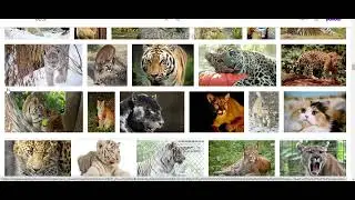 looking up big cat and the video ends when i find big the cat from sonic
