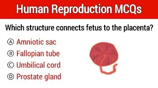 Human reproduction Mcqs | Reproductive system mcq
