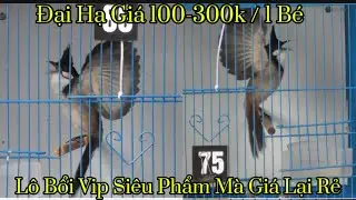 21-12/ Đại Hạ Giá Siêu Bổi Vip Giảm Ngay 100-300k 1 Bé // Nết Đánh Mãn Nhãn + Bóng Bộ Siêu Mẫu 
