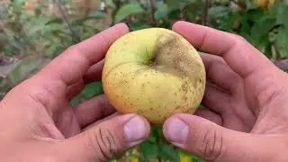 White Winter Pearmain Apple Tasting