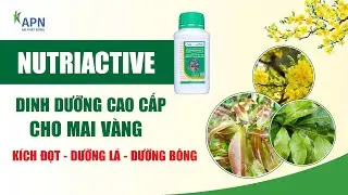 APN - NUTRIACTIVE - PREMIUM NUTRIENTS FOR OCHNA INTEGERRIMA | SHOOT STIMULATION - LEAF CARE - BLO...