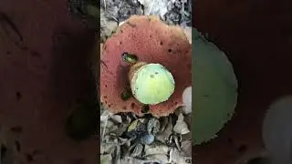 Pilze/Fungi 29.05 (8) Neoboletus erythropus. Дубовик крапчатый