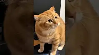 Double trouble cats &mdash; caught red-handed edition! 😹🐱#cat #catvideos #funny #youtubeshorts #shorts
