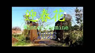 Winter Jasmine (2026)