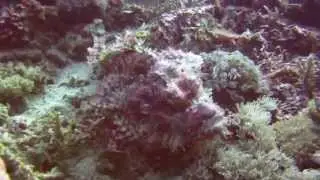 Diving Bali - The deadly Scorpion Fish doing what he does best
