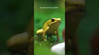 This Frog Can Kill 10 People! | Golden Poison Frog