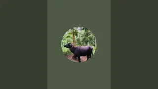 Easy buffalo works is live വാണിയംകുളം ന്യൂയർ ചന്ത