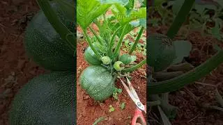 Tinda Vegetable Farming #tinda #shorts #vagetables