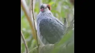 Topknot Pigeon #birds #australia #bushland #conservation #lanecovenationalpark #lanecoveriver