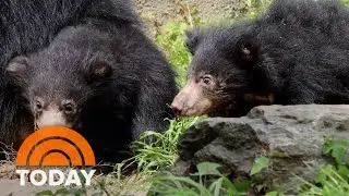 Philadelphia Zoo announces names of sloth bear cubs