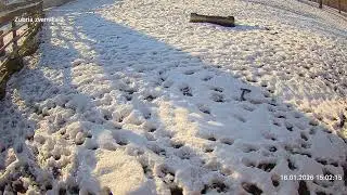 Zubria zvernica (cam213) 18.01.2026 o 15:06