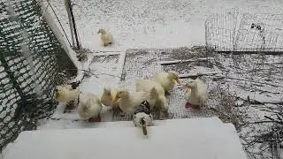 Ducks Gathering on a snowy Door County day Wisconsin Farm