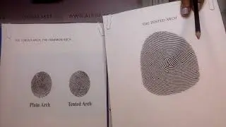 202 THE TENTED ARCH. DO YOU HAVE THIS FINGERPRINT?