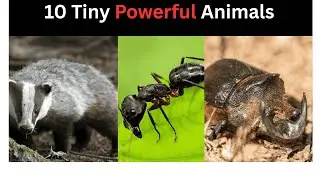 10 Tiny Titans  Small Animals with Super Strength!!!