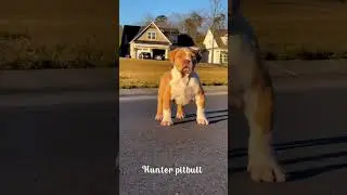 Odd eyes pitbull / American bully /#ritikdogkennel /#nikkuvlogz /#viral /#pitbull /#chopkvlog
