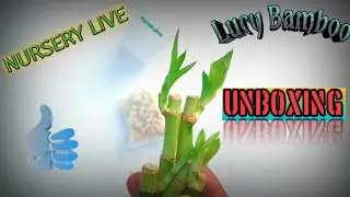 Lucy Bamboo || Nursery Live || Unboxing Lucy Bamboo || Online Plant Buy From Nursery Live || 🎋