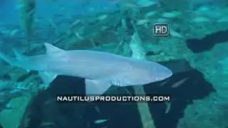 Sand Tiger Shark School HD Film Festival Video Nautilus Productions