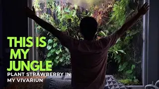 How to Grow Strawberries in a Vivarium | Easy Strawberry Planting Guide for Indoor Jungles