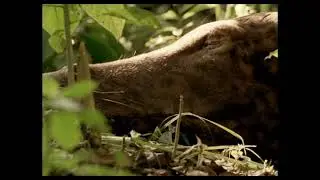 Prehistoric Planet Season 2 Bring on the Beasts Part 3