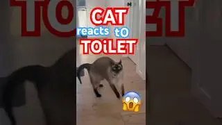 THIS CAT CAN'T BELIEVE TOILET! #bagagwa #mervthecat #catsofyoutube #shorts #viral #weird #shortsfeed