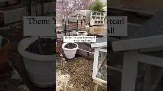 Urban homesteading was the best decision we ever made. 😂🙌 #homestead #homesteading #garden #food