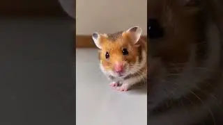 倉鼠打量移動的光影Hamster observing moving shadow #hamster #cuteanimals #cute