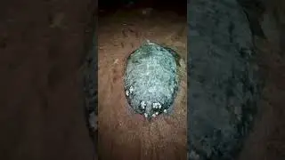Sea Turtle Going Back to the Sea #fishing #turtles #fish #seaturtles  #aquariumfish #aquariumshorts