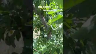 Descuate de manzanas 🍎