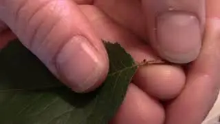 How to use a Dichotomous Key to ID Broad Leaves - 1b: Smooth or Single Toothed Leaf Margins