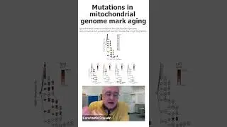 Lecture #1: Mutations in mitochondrial genome mark aging (RUS)