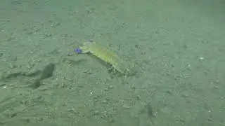 Explora Las Profundidades en Chile Con Tamarugo Dive