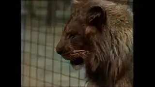 Dutch History: A Unique Duo Performs at the Amersfoort Zoo (1960)