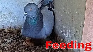 🐣 Day-Old Pigeon Nestling Gets Its First Feeding