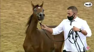 N41 WARDA ALAMMAR - Doha International Arabian Horse Show 2022 - Yearling Fillies (Class 1C)