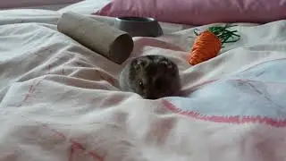 MEET MY HAMSTER - CUTEST RUSSIAN DWARF EVER - MEET HOBNOB