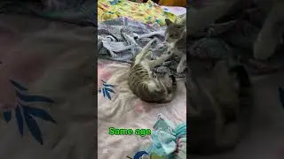 Different age Vs Same age ❤️🤺 #catlover #cat #kitten