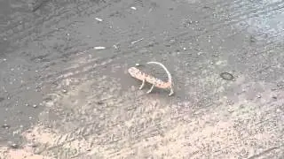 Chameleon Dubstep Dance
