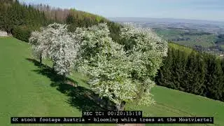 AERIAL DRONE SHOTS FLOWERING APPLE TREES IN AUSTRIA MOSTVIERTEL - part 2/3 #stockfootage