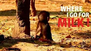 LOOK ... !! So Poor Alba lonely sad | Alba need milk - need warmth | Mom come here...I Need You.