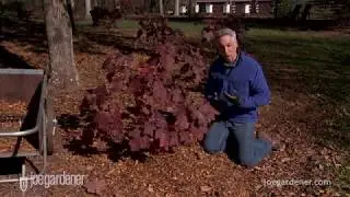 How to Use Arborist Wood Chips as Mulch