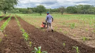 CAPINANDO 1 HECTARE DE MILHO COM O TRATORITO BRANCO 6.5 CV
