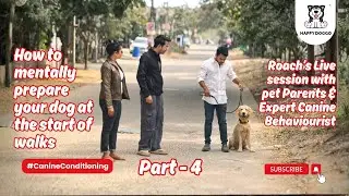 How to Mentally Prepare Your Dog Before Walks 🐕