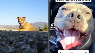 Cute Pit bulls having Fun EP 94 || Cute and Funny dogs compilation.