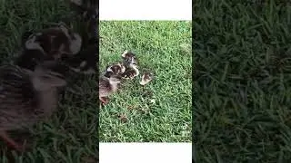#amoranimal