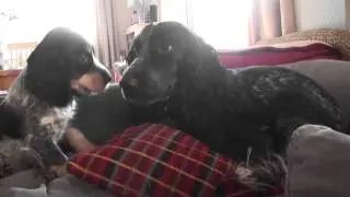 Pippa meets and gets to know her new little sister, Tilly